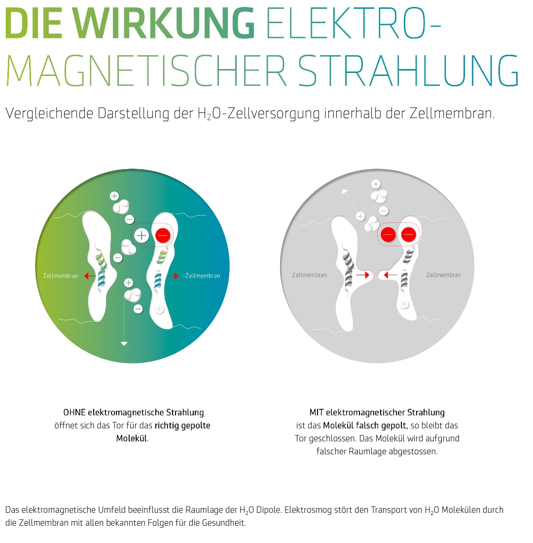 Vivobase Zellfunktion dt
